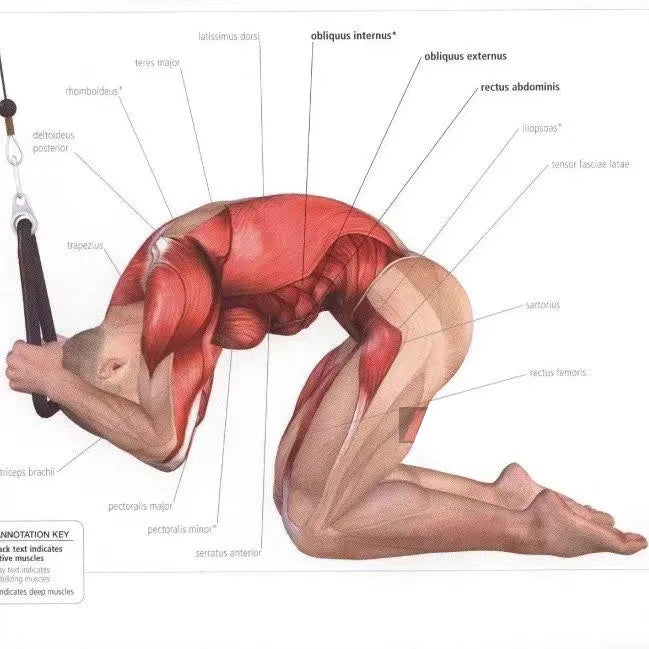 Triceps Rope Pull Down Cable Attachment – Gym Accessory